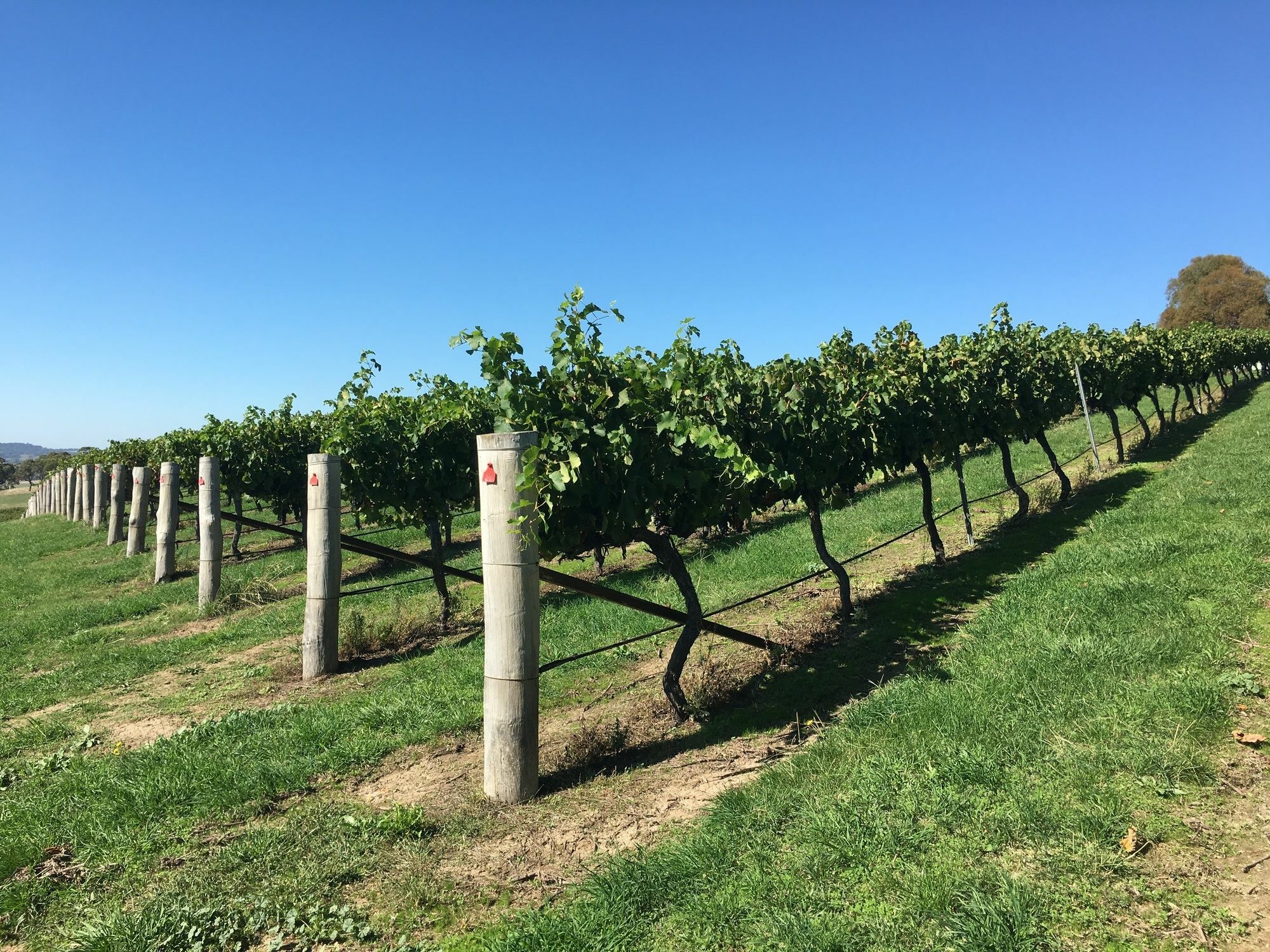 Turners Vineyard Motel Orange Eksteriør bilde